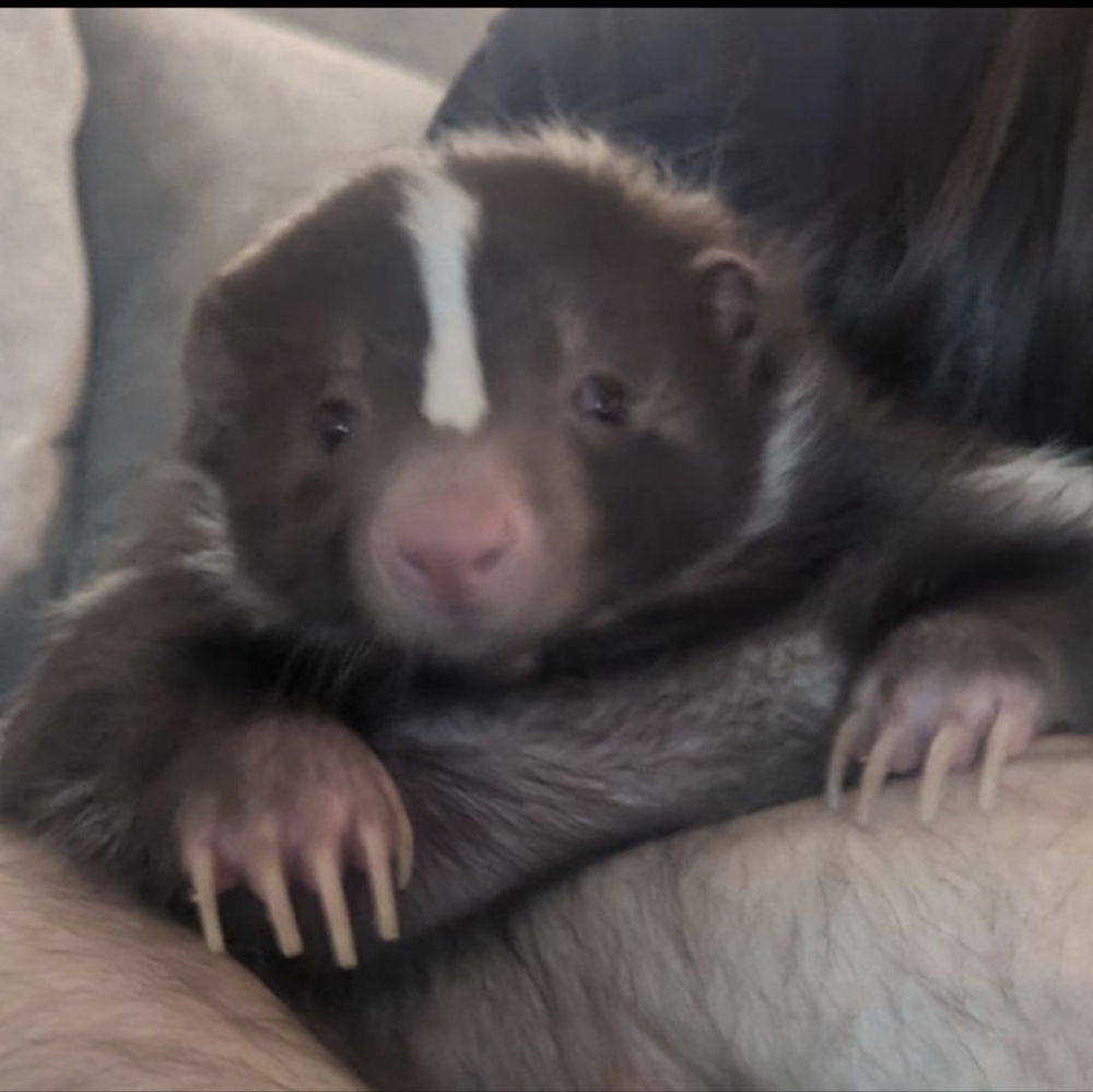 Meet your Posher, Robert